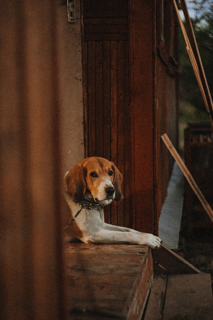 LIZA. Портретный и Семейный фотограф в Санкт-Петербурге Rocket Alice
