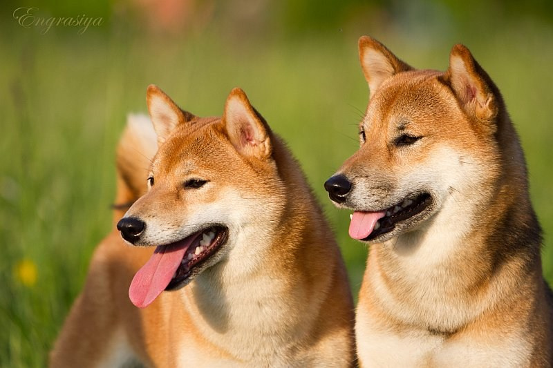 На природе. Семейный и детский фотограф в Москве Мария Быкова