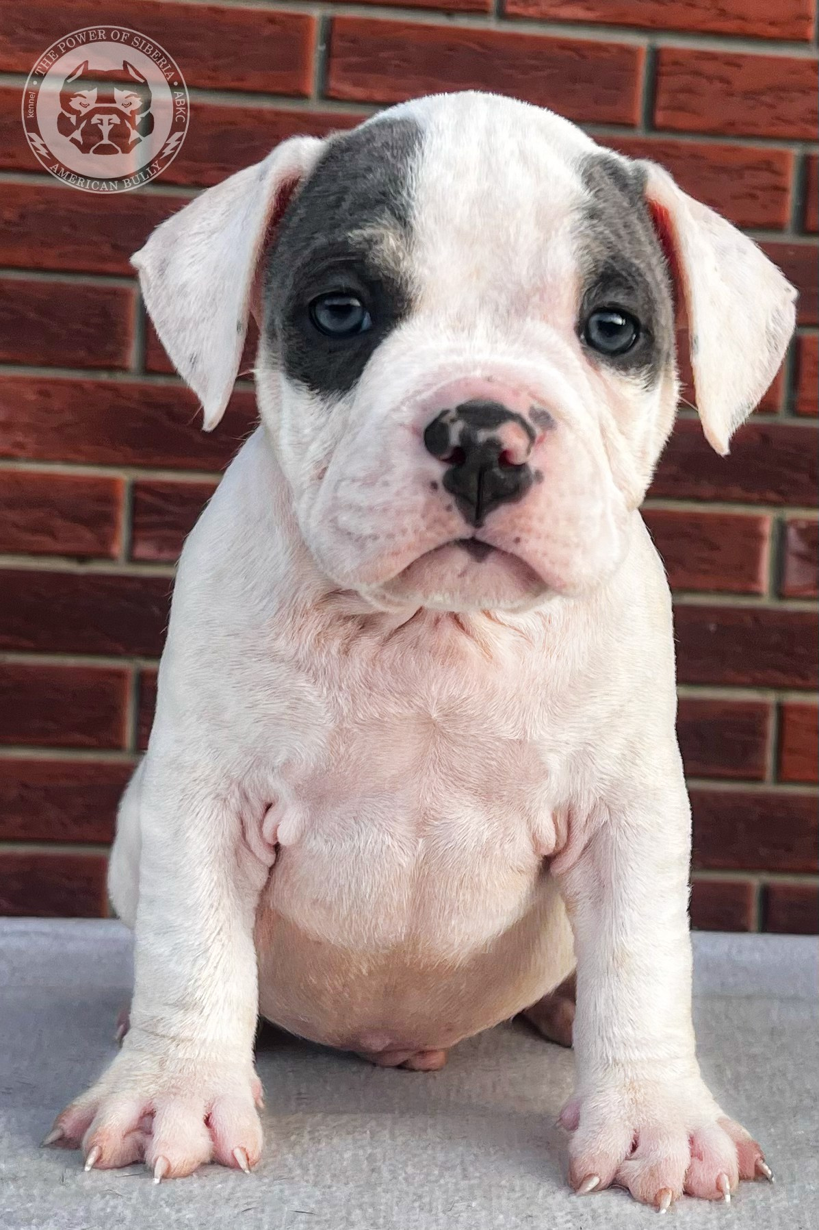 Помет Каспер и Тагира. 21.04.25. Американский Булли в г. Ростов-на-Дону. Питомник THE POWER OF SIBERIA