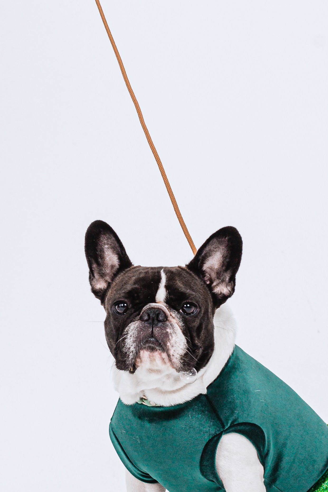 Пижамная вечеринка французских бульдогов и их хозяев. Фотограф-анималист Татьяна Степанова