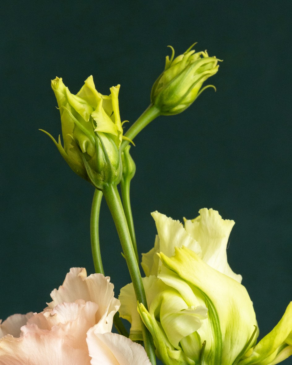 Tender Poise. Author’s fine art prints with international delivery
