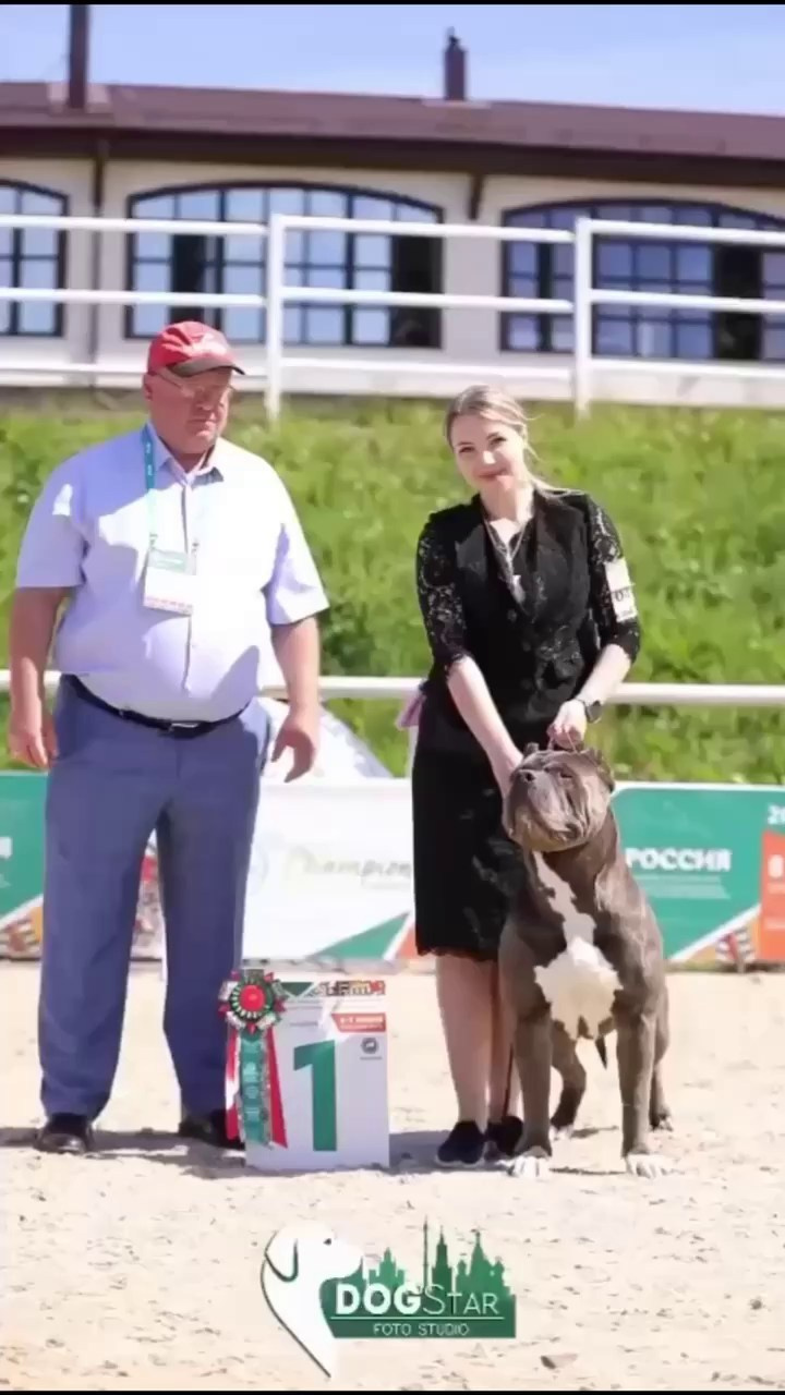 Участие в выставках. Американские булли XL в г. Калининград. Питомник Great Bully UNIVERSE