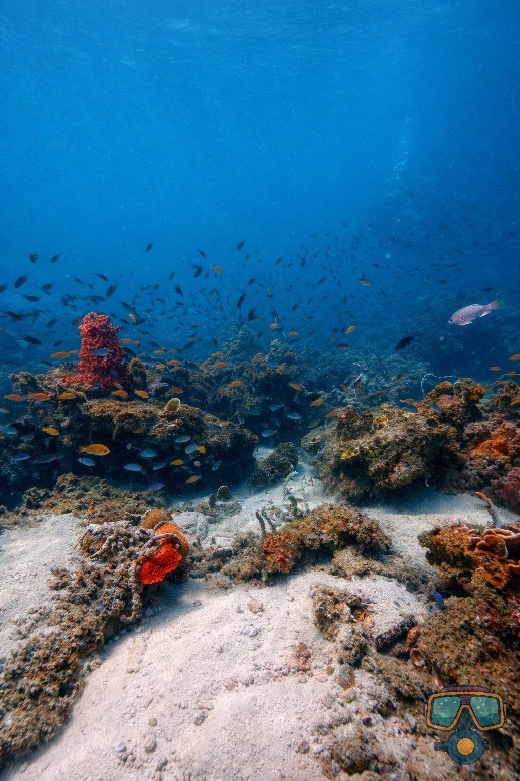 Для тех кто не боится сделать первый шаг. Дайвинг во Вьетнаме. Индивидуальные Экскурсии