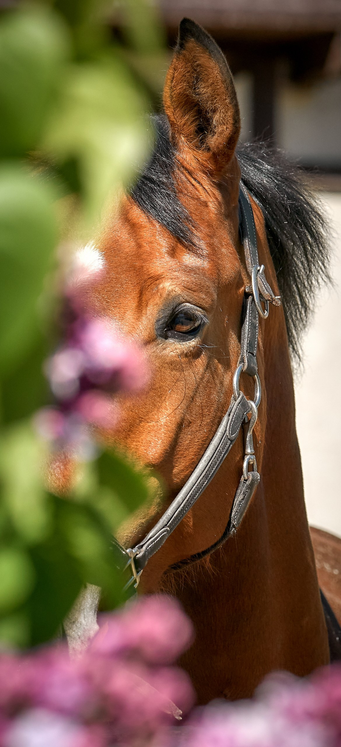 Снимки лошадей — галерея NATRIEL