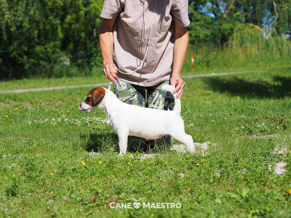 Щенок Джек-рассел-терьер. КМ ФЕЛИЧИТА. Гладкий тип шерсти. Девочка №2. КАНЕ МАЭСТРО — питомник Джек рассел терьеров