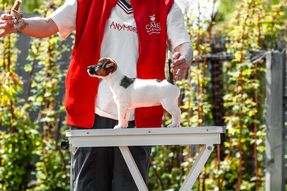 Девочка3галерея. CANE MAESTRO — kennel Jack Russell Terrier