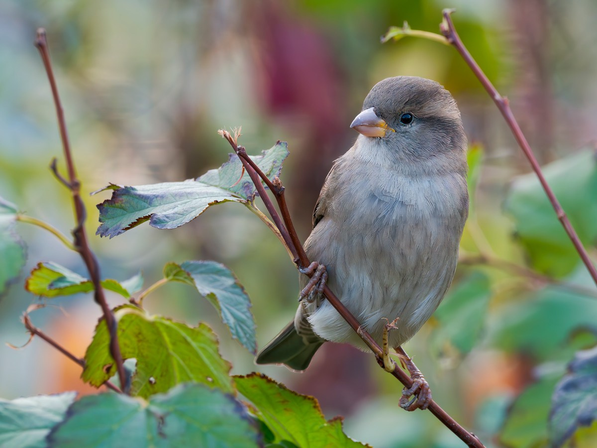 Домовой воробей, самка