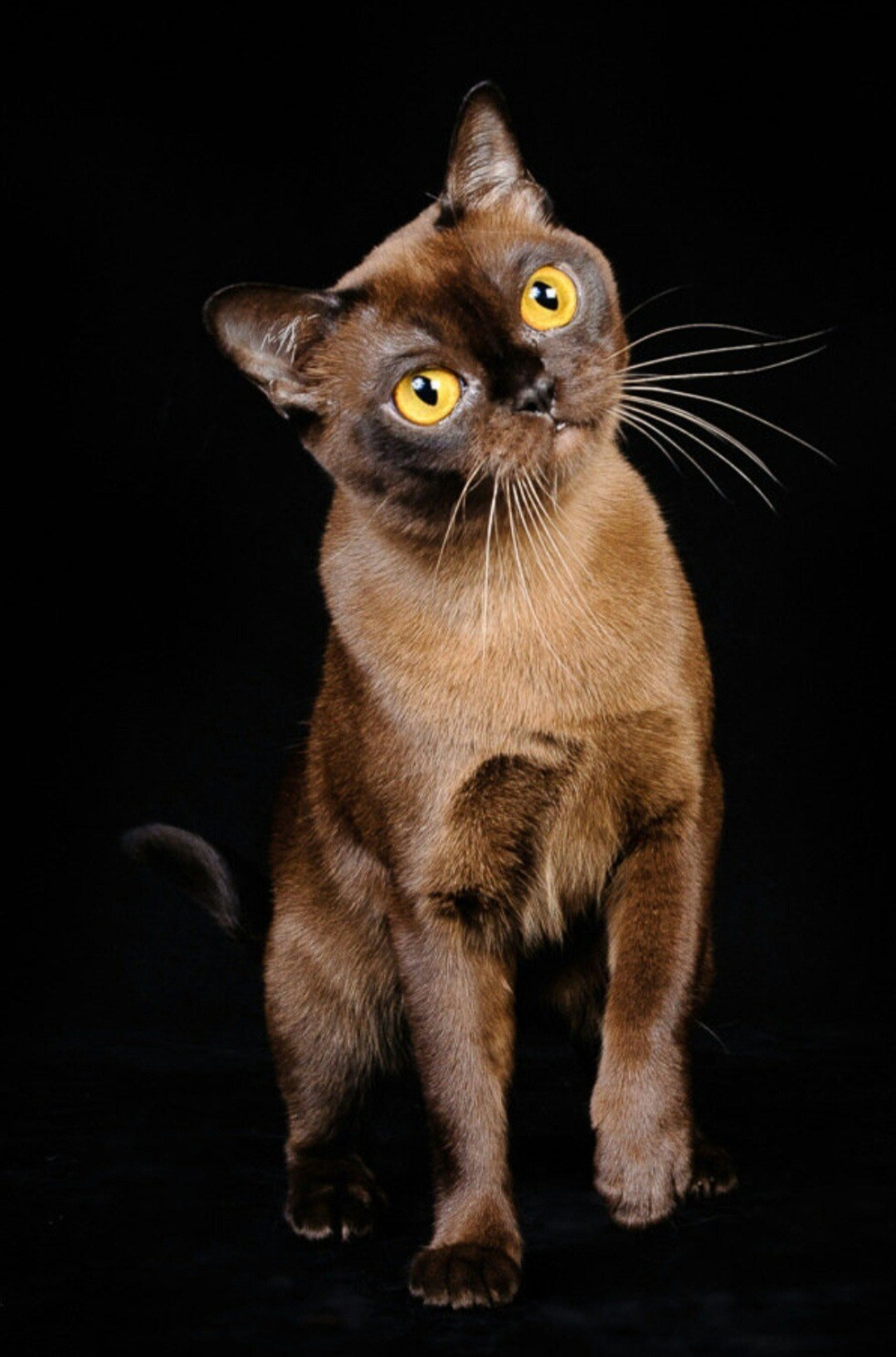 Котёнок американской бурмы. Las Burmas — питомник американской бурмы традиционных линий