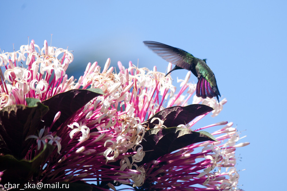 Photos of the animals. Daria Chartoriyskaya — director, producer, photographer, artist, journalist, clinical psychologist
