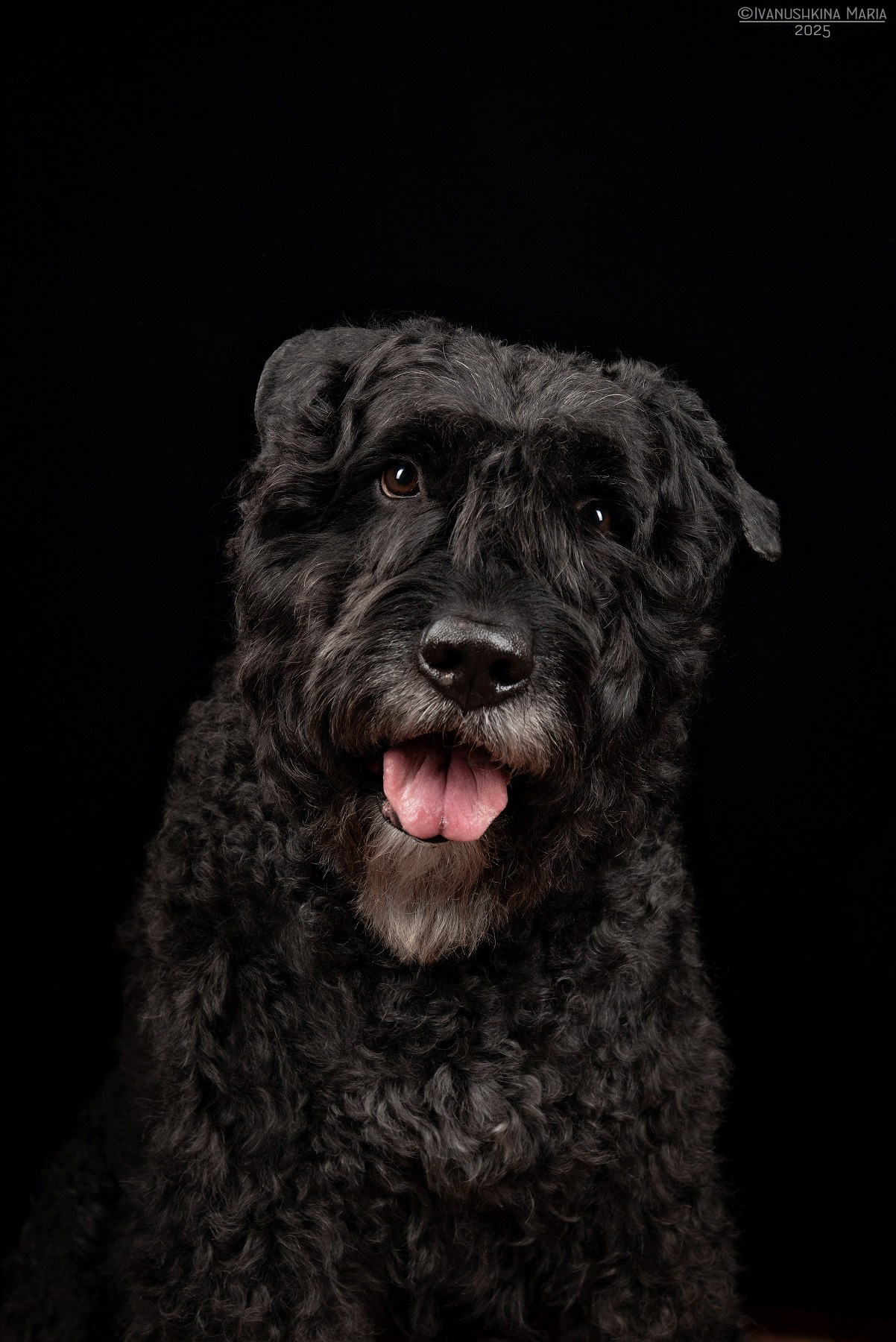 Фотосессия собаки в студии. Фотограф собак в Москве и Московской области Иванушкина Мария