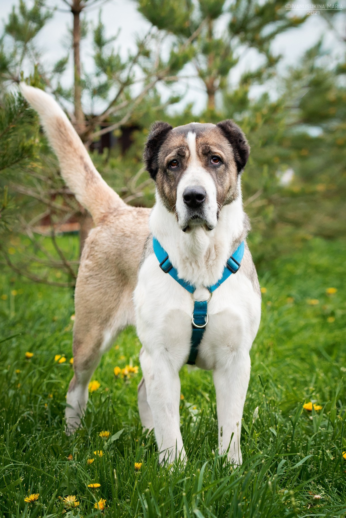 Пиарные фотосессии собак на пристройство. Фотограф собак в Москве и Московской области Иванушкина Мария