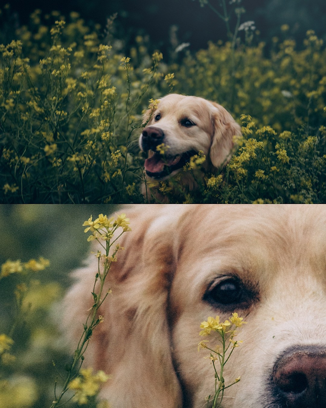Кристина, Александр, Каролина, Владлен и Космос. Фотограф анималист в Москве и Санкт-Петербурге Свиридова Анна