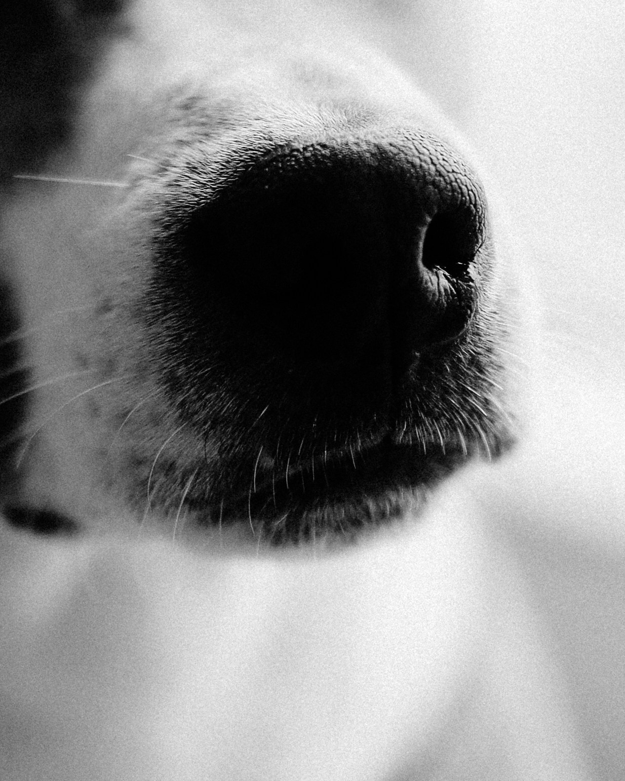 С хвостиками. Портретный фотограф в Москве. Фотосессии с собаками