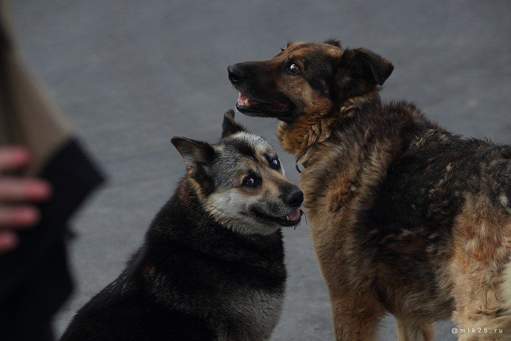 Двадцать пятый. Mik25