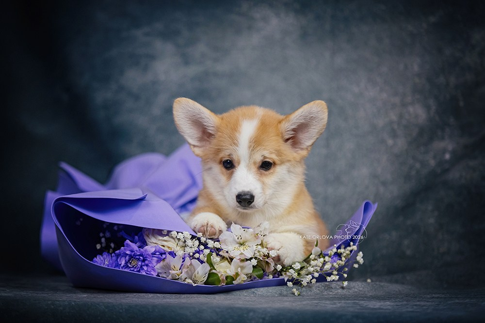 А — Кола и Цесей. Kawaii Kuma питомник собак пород Корги пемброк, Акита ину, Сиба