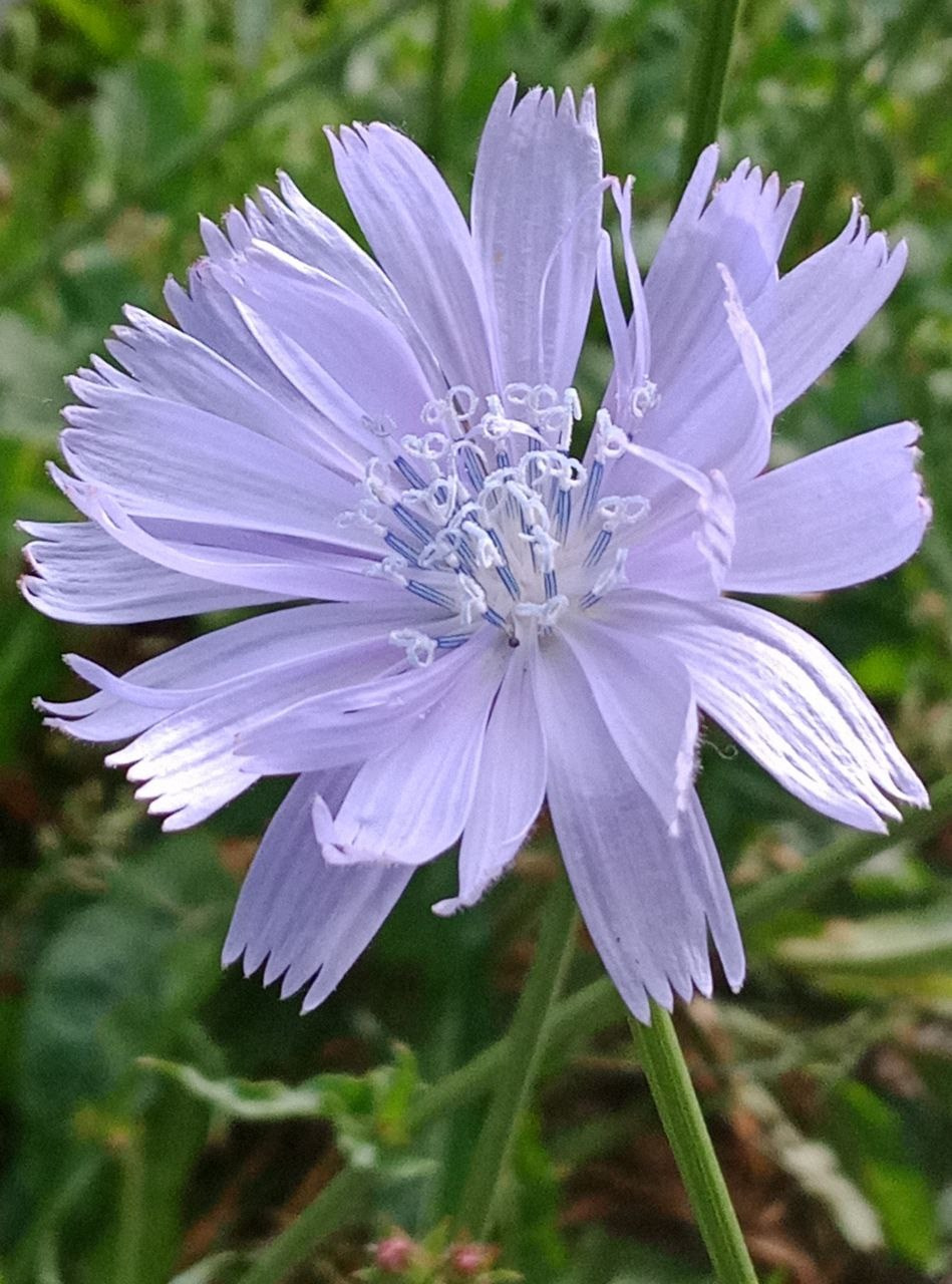 Красуйся, град Петров!. Фотокружок «Видоискатель» ГБОУ СОШ № 291