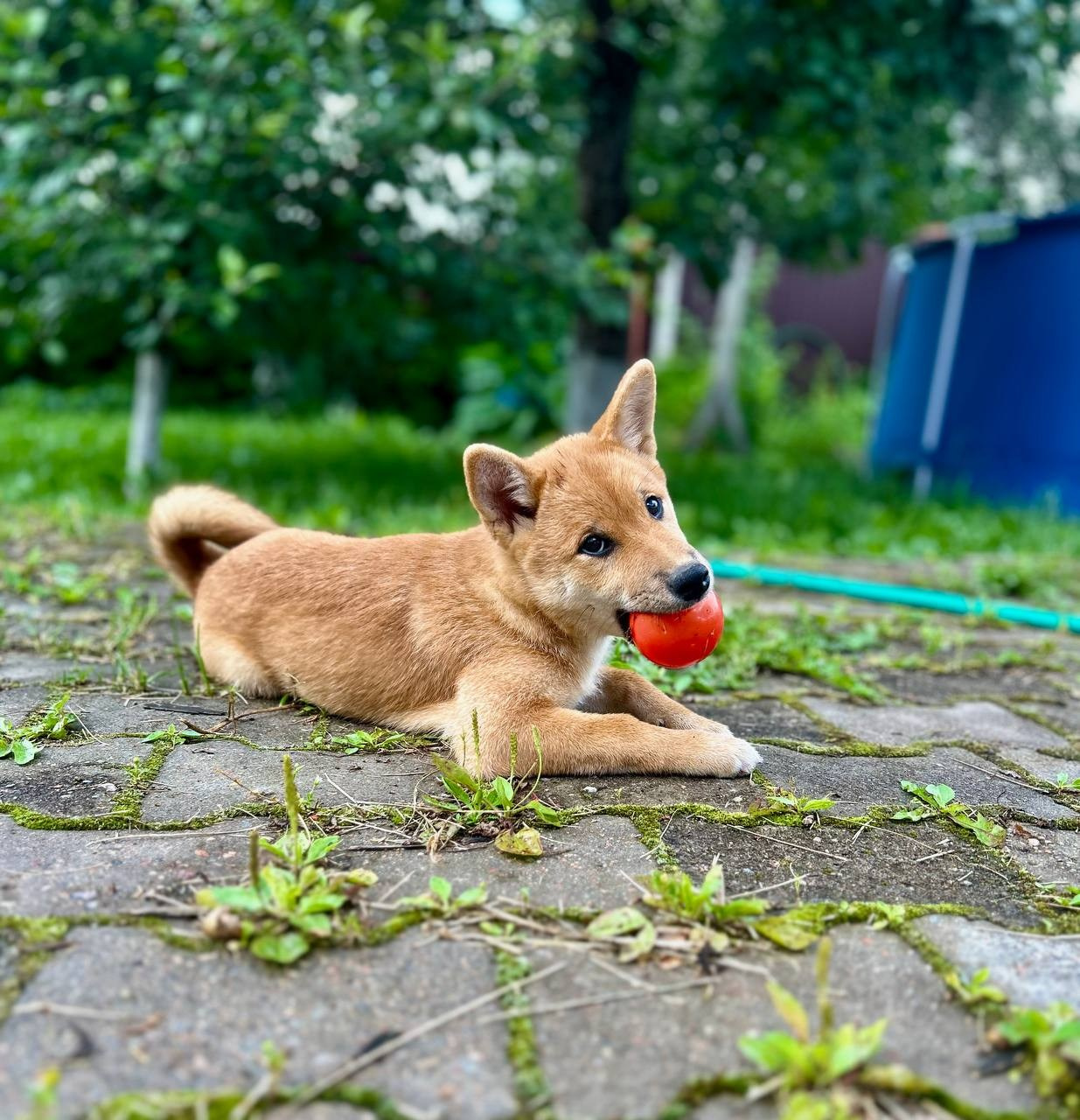 сиба питомник Рубилайт щенки на продажу rubylight  сиба щенки купить СПб Санкт-Петербург