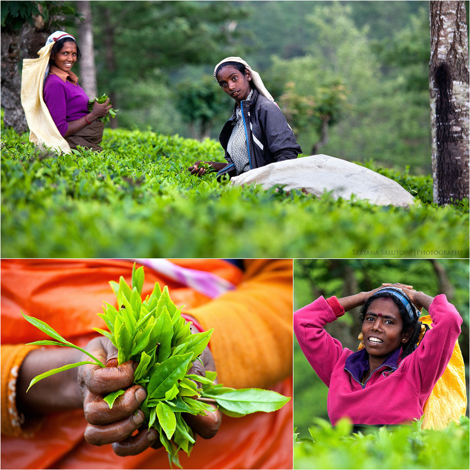 Шри-Ланка Чайные плантации Сборщицы чая собирают урожай