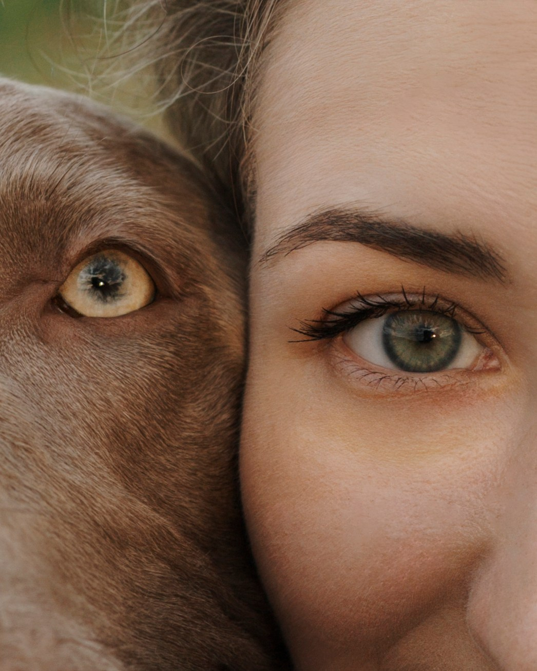 Маргарита и веймаранеры. Фотограф-анималист в Санкт-Петеребурге Титова Алиса