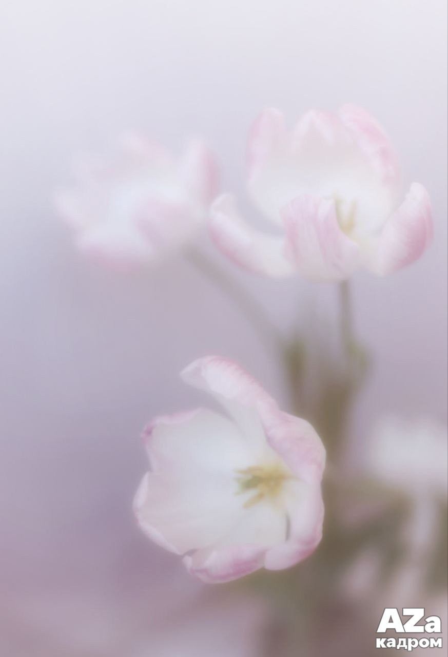 AZакадром Импрессинизм. Женский семейный фотограф Тула Москва Захарова Анна