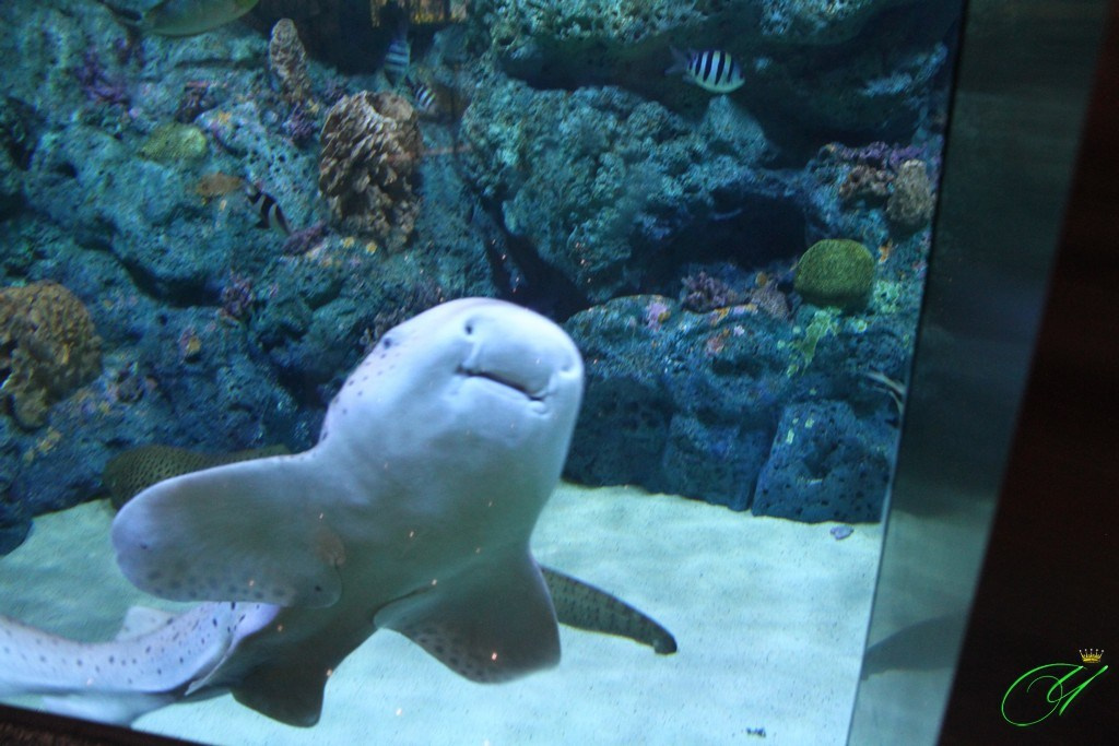 Тайланд. Пхукет 2013. Улица, люди, жизнь…