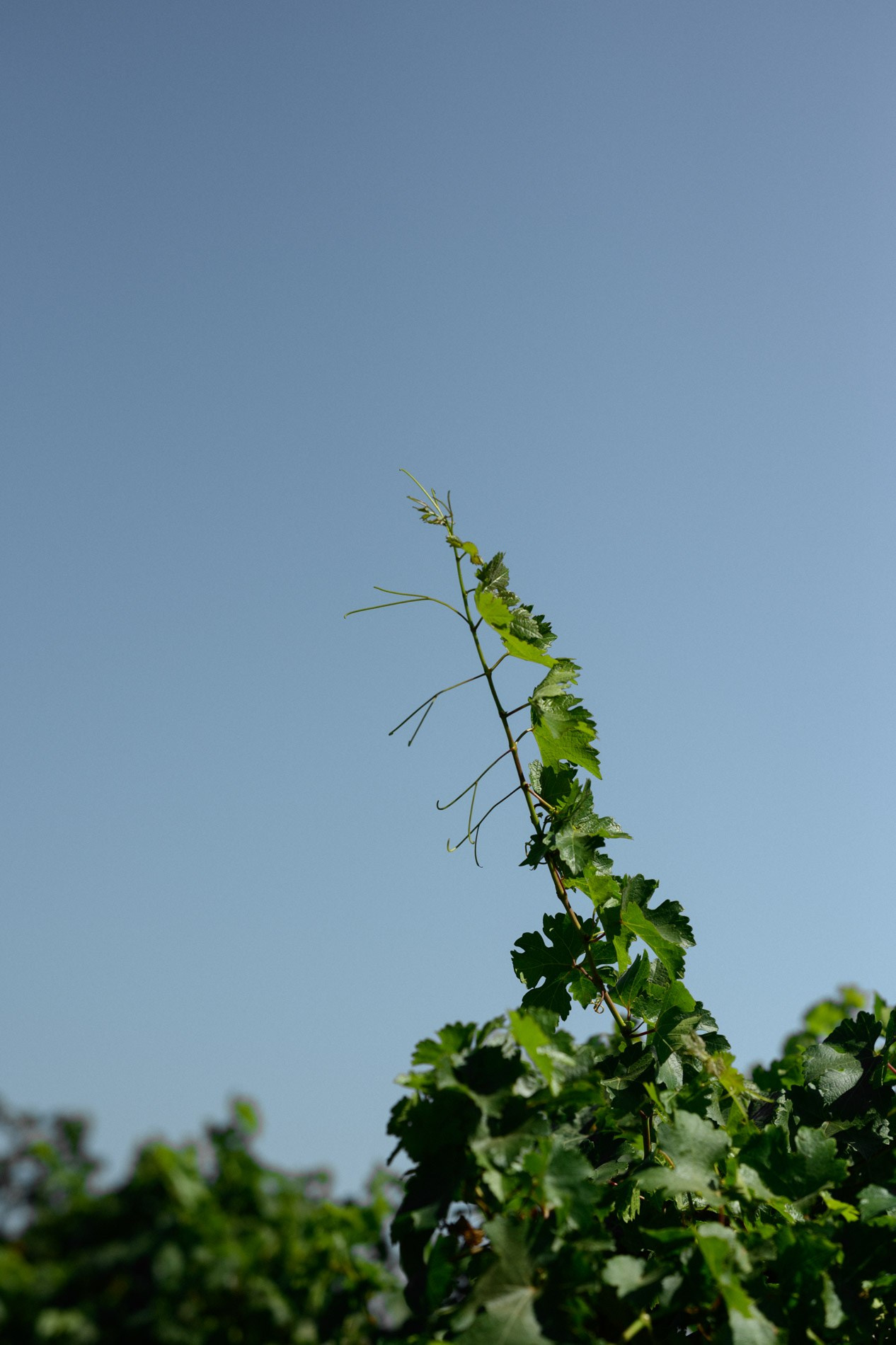 Поместье Голубицкое.Потанцуем?. Свадебный и семейный фотограф в Краснодаре Марина Стёпа