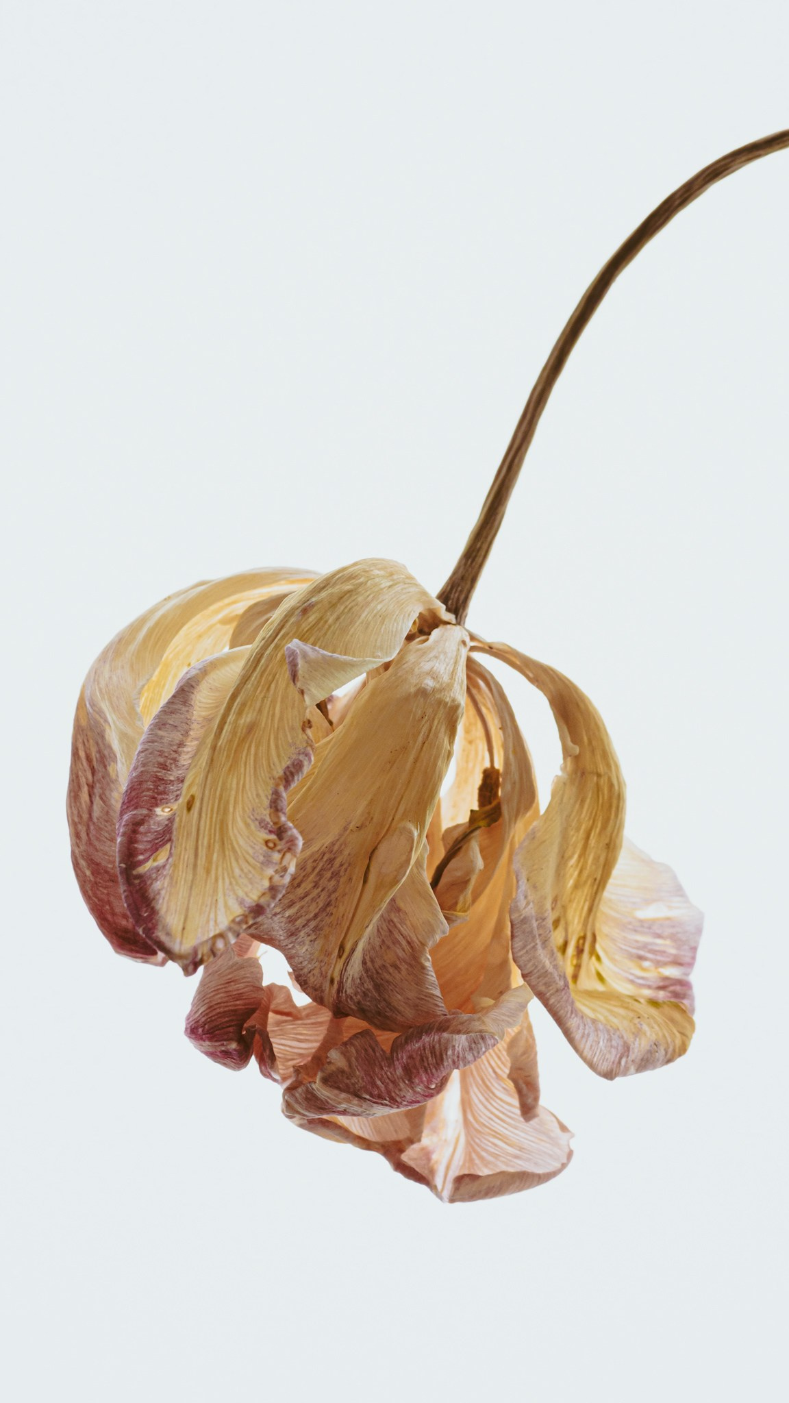 Тычинки и пестики