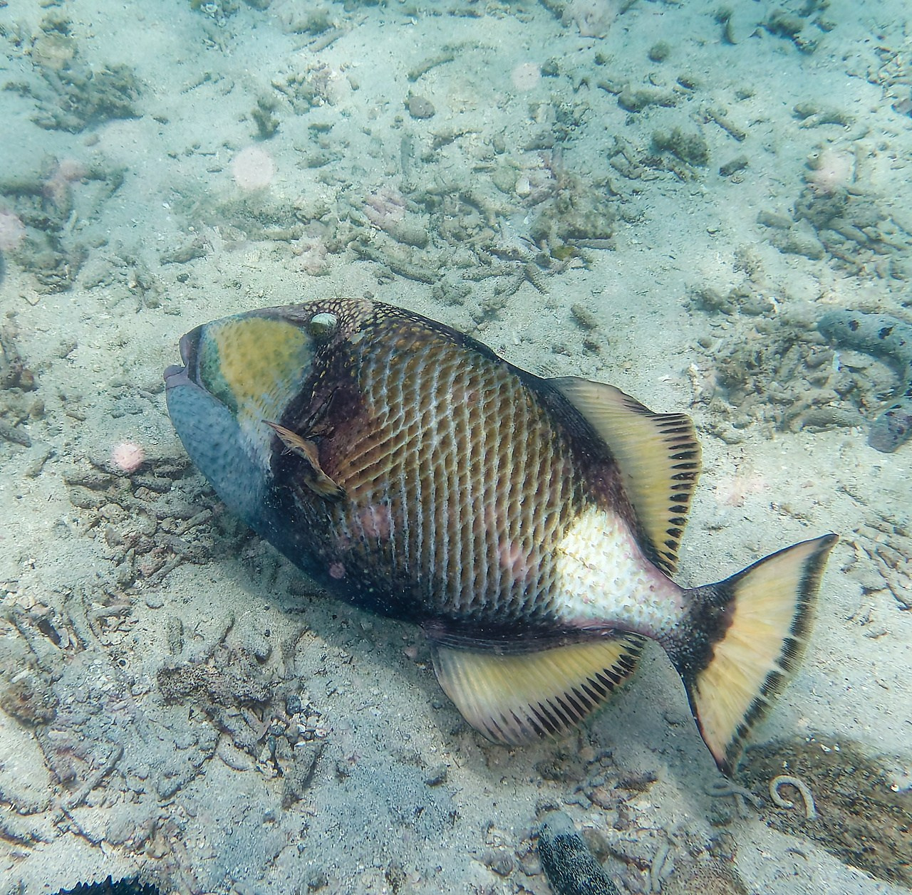 Мне посмотреть. Рыбов показываю