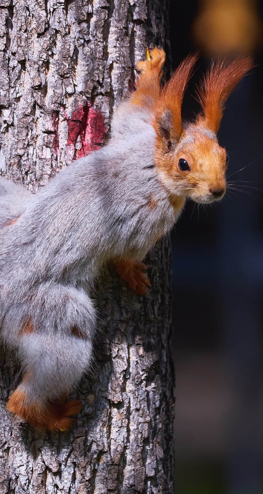 Международная онлайн-фотошкола Сергея Рожнова