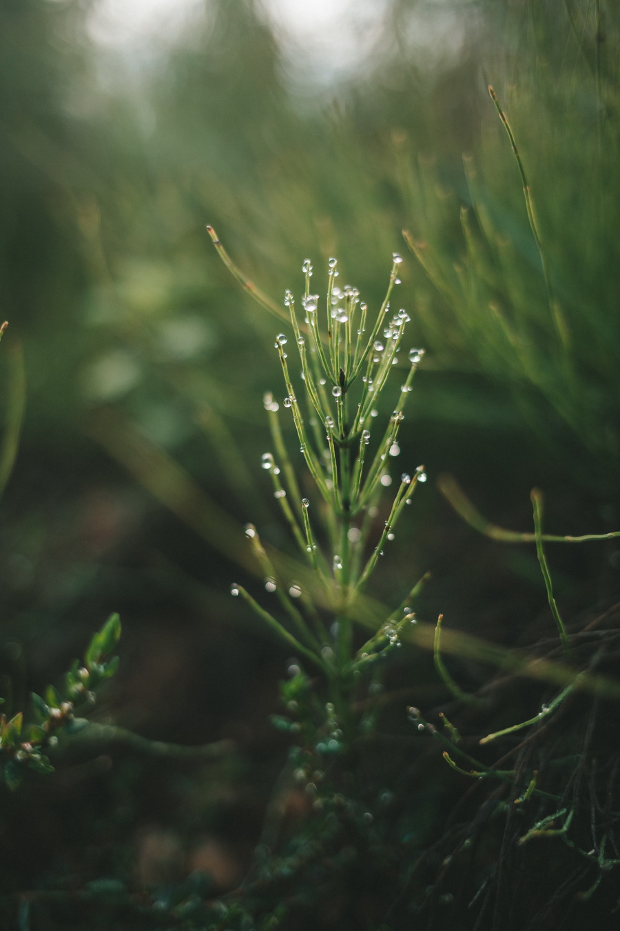 Йога-уикенд на Плещеевом озере. Веденеева Валентина семейный репортажный лайфстайл фотограф Москва