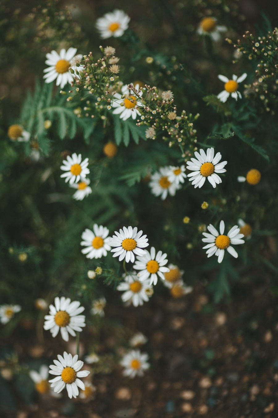 Йога-уикенд на Плещеевом озере. Веденеева Валентина семейный репортажный лайфстайл фотограф Москва