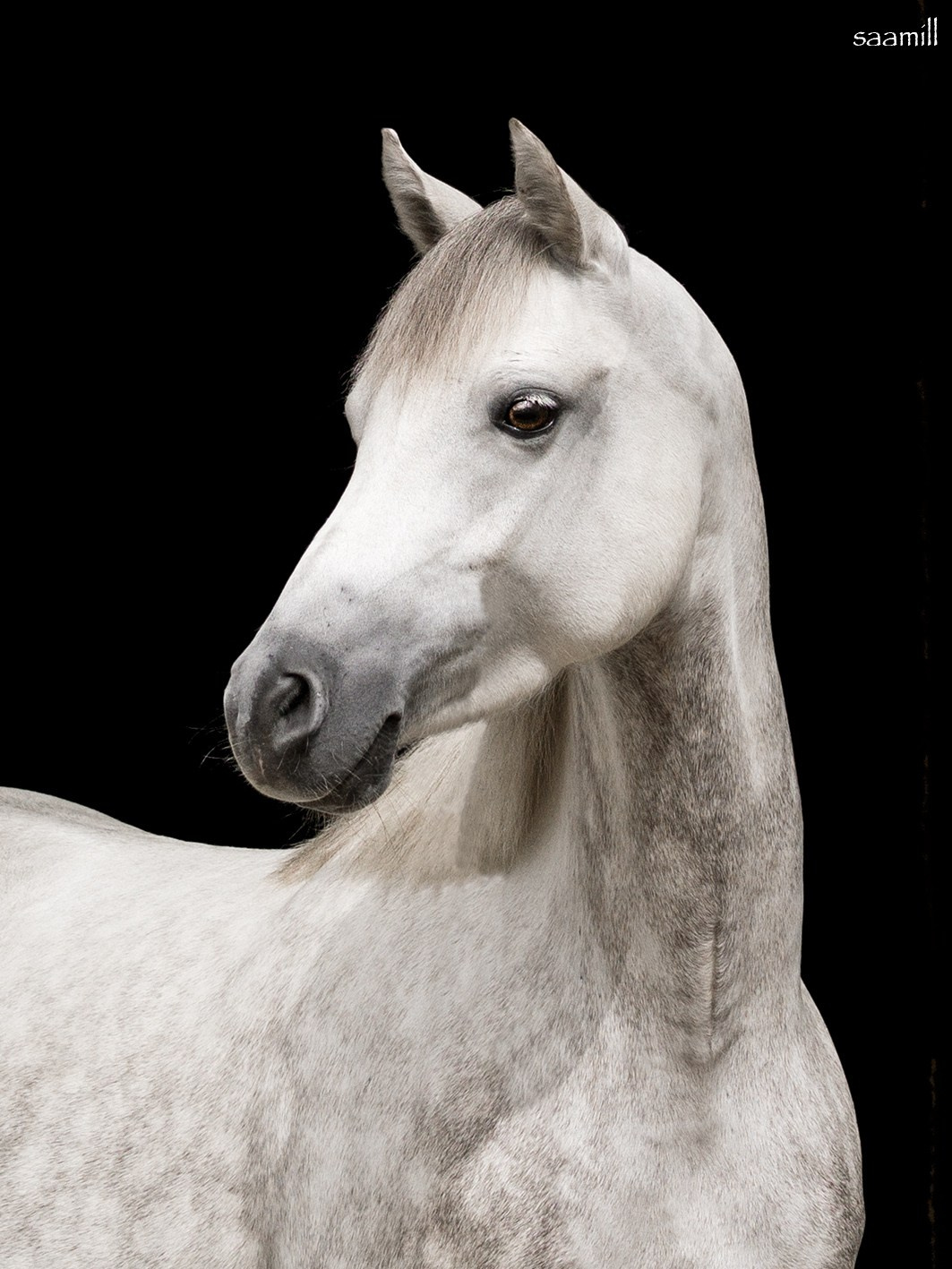 Life with horse. Saamill