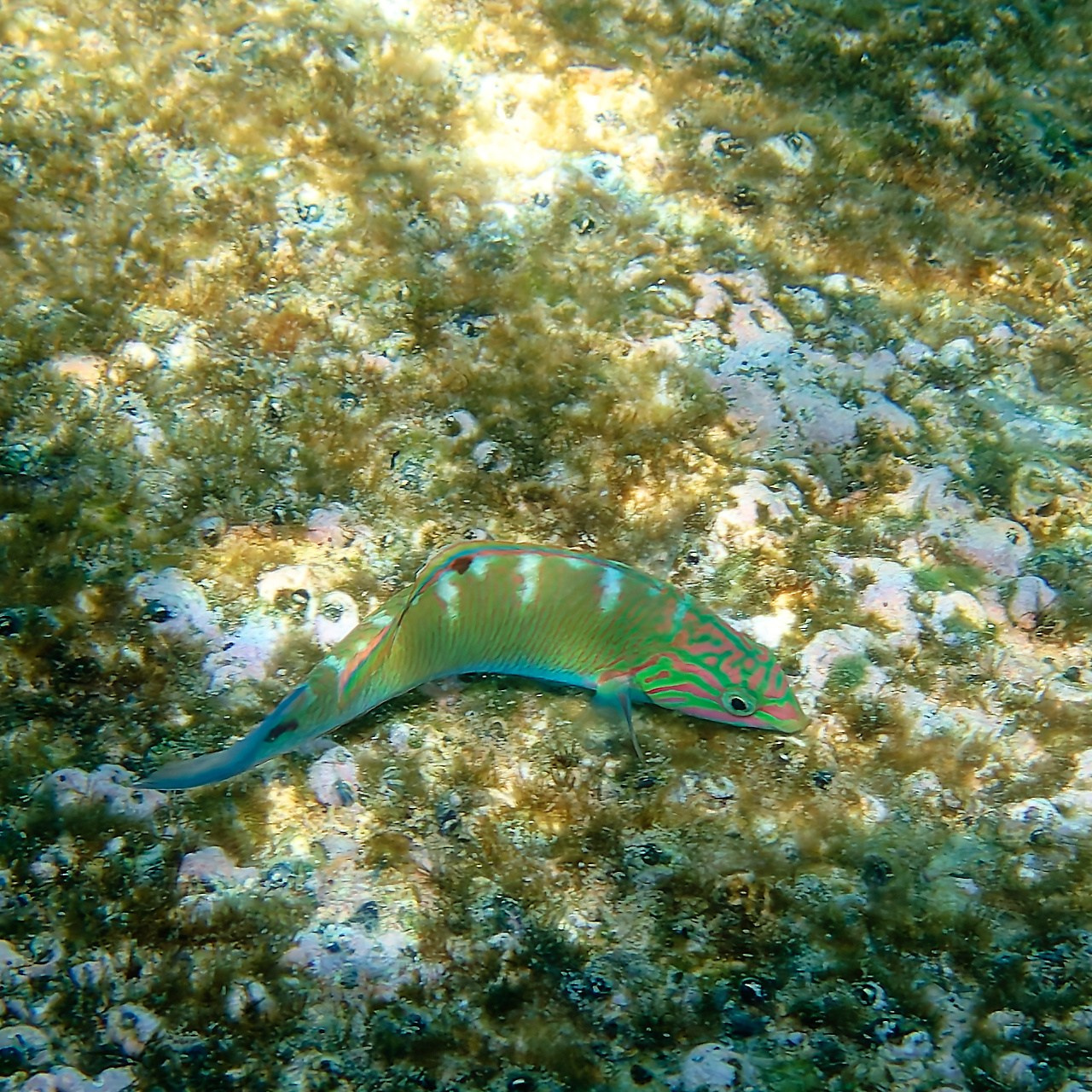 Мне посмотреть. Рыбов показываю