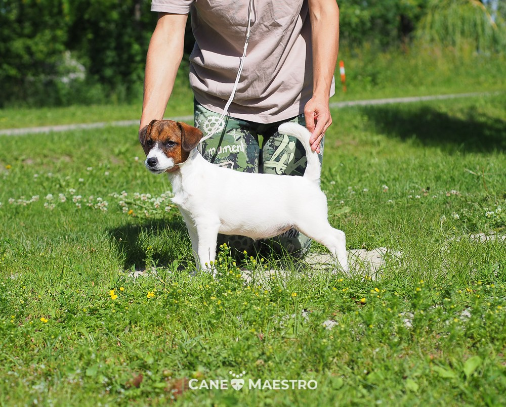 Щенок Джек-рассел-терьер. КМ ФЕЛИЧИТА. Гладкий тип шерсти. Девочка №2. КАНЕ МАЭСТРО — питомник Джек рассел терьеров