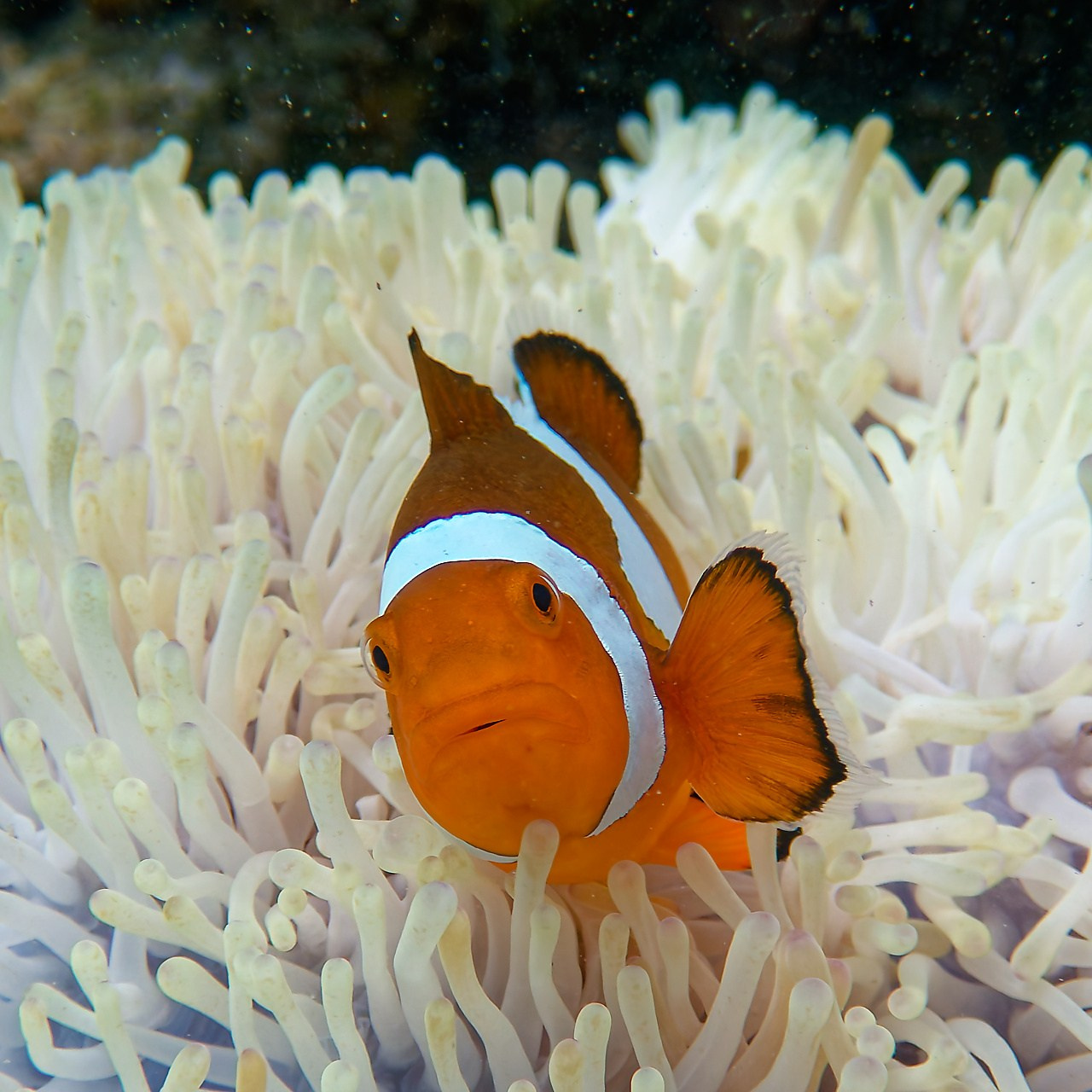Мне посмотреть. Рыбов показываю