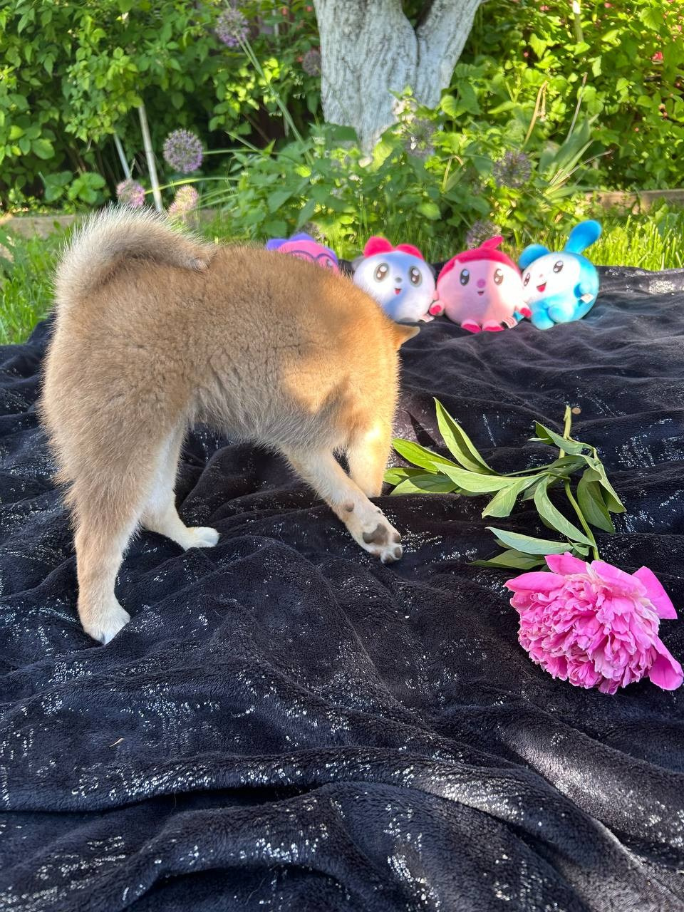 сиба питомник Рубилайт щенки на продажу rubylight  сиба щенки купить СПб Санкт-Петербург