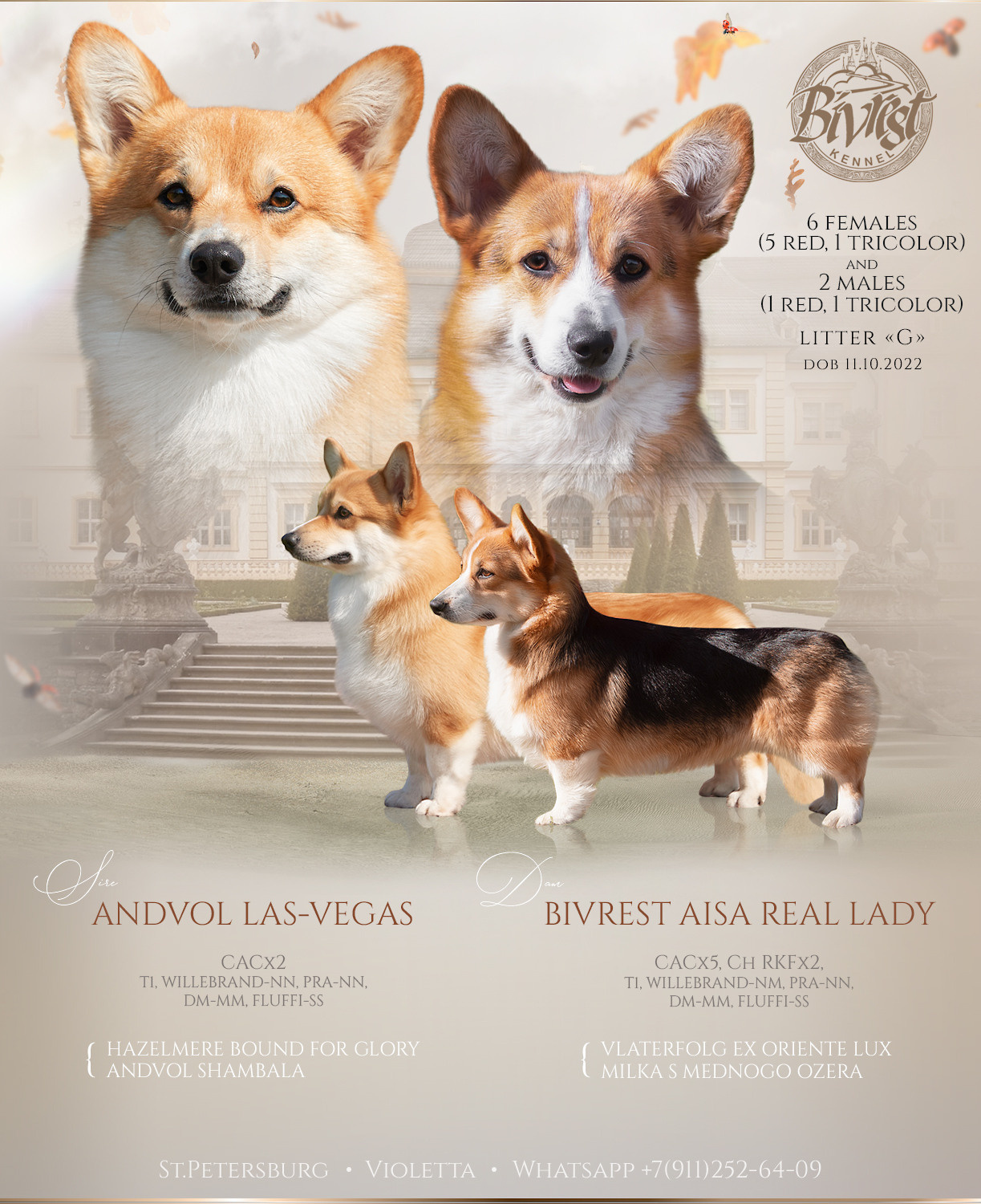 Презентация помета вельш-корги пемброков