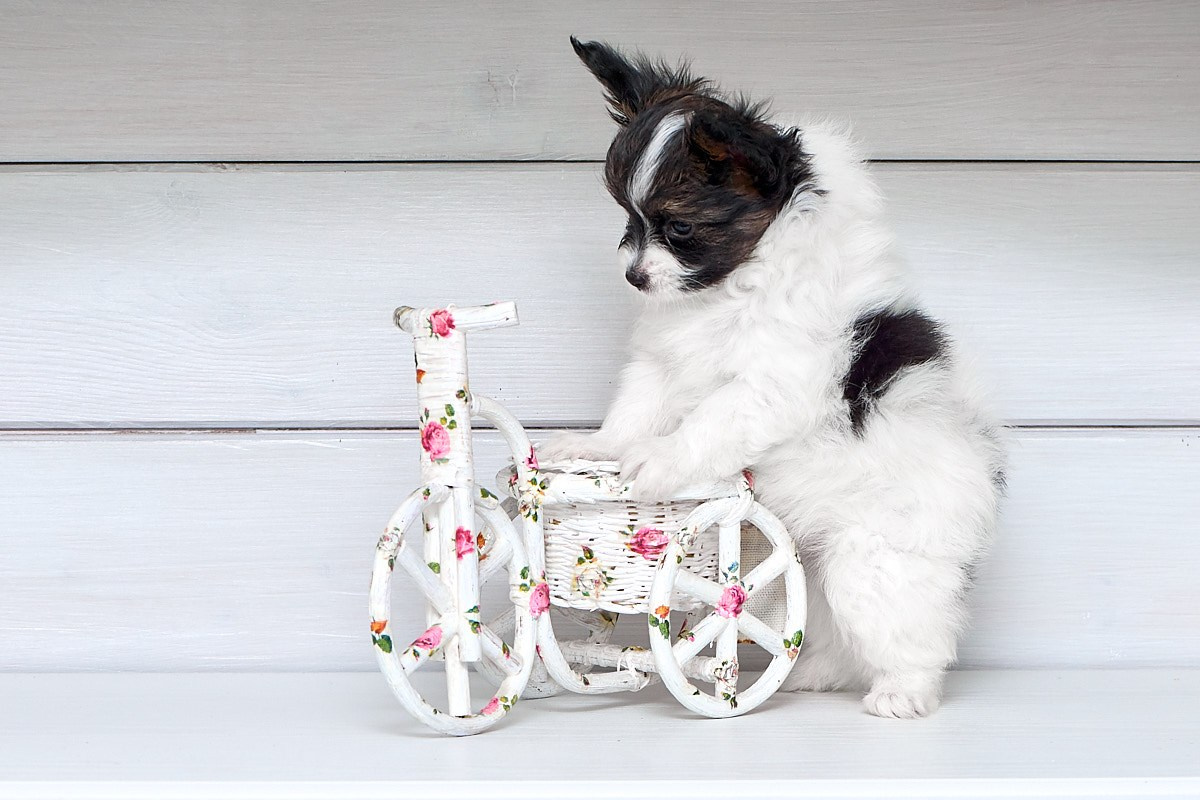 Фотосъемка животных