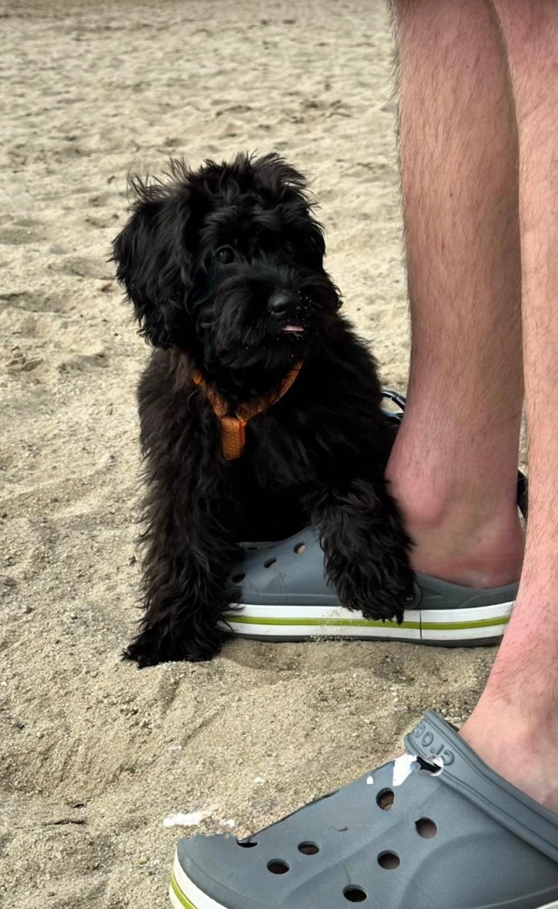 Выпускники. Заводчик Labradoodle в Санкт-Петербурге — Костылева Ульяна