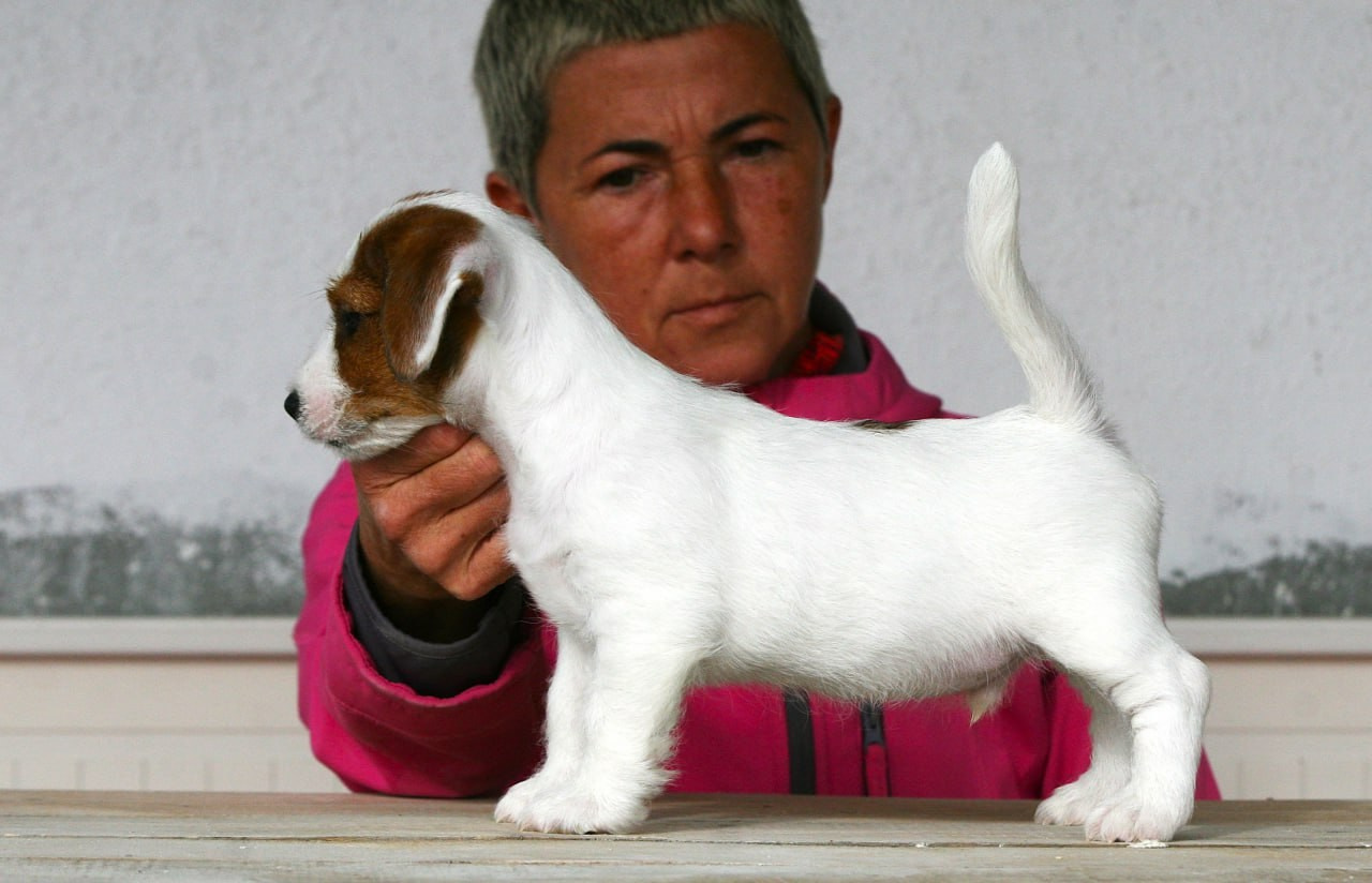 Male 2 brocken. Lovely-Orange питомник джек рассел терьеров
