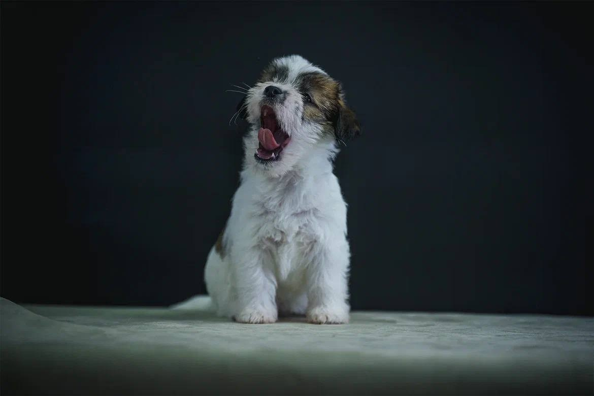 Сука 1. Lovely-Orange питомник джек рассел терьеров