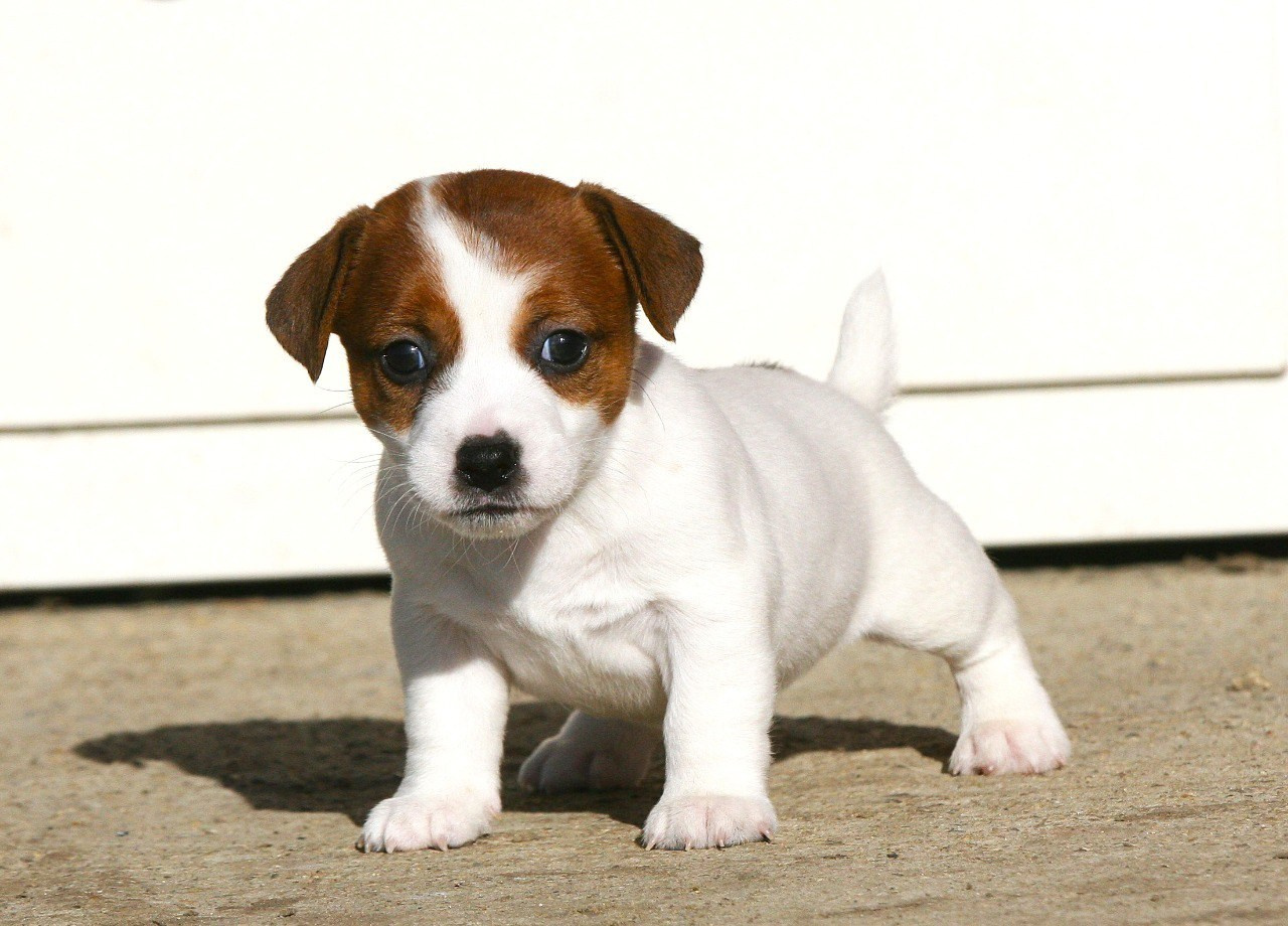 Сука 1. Lovely-Orange питомник джек рассел терьеров