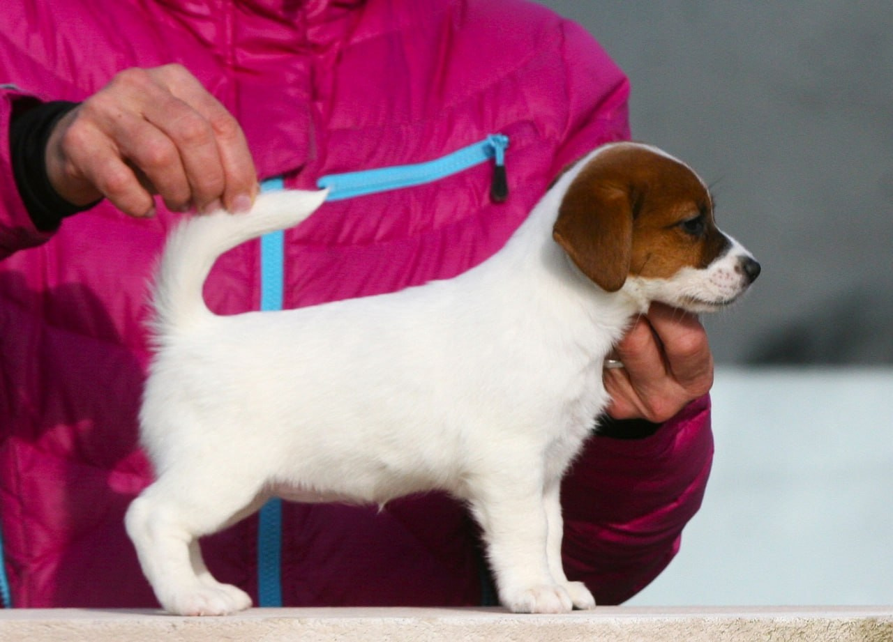 Сука 2. Lovely-Orange питомник джек рассел терьеров