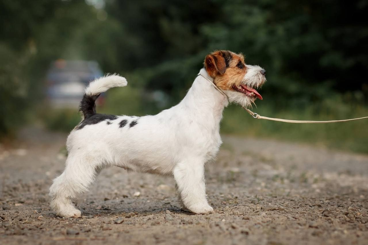 LOVELY-ORANGE BLACK BEAD. Lovely-Orange питомник джек рассел терьеров