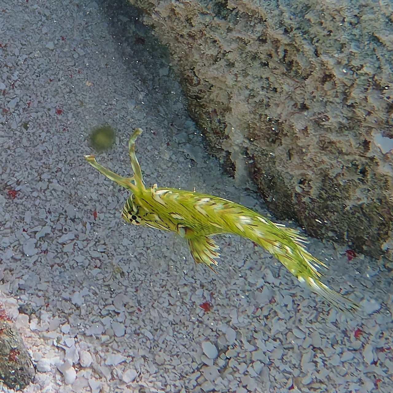 Мне посмотреть. Рыбов показываю