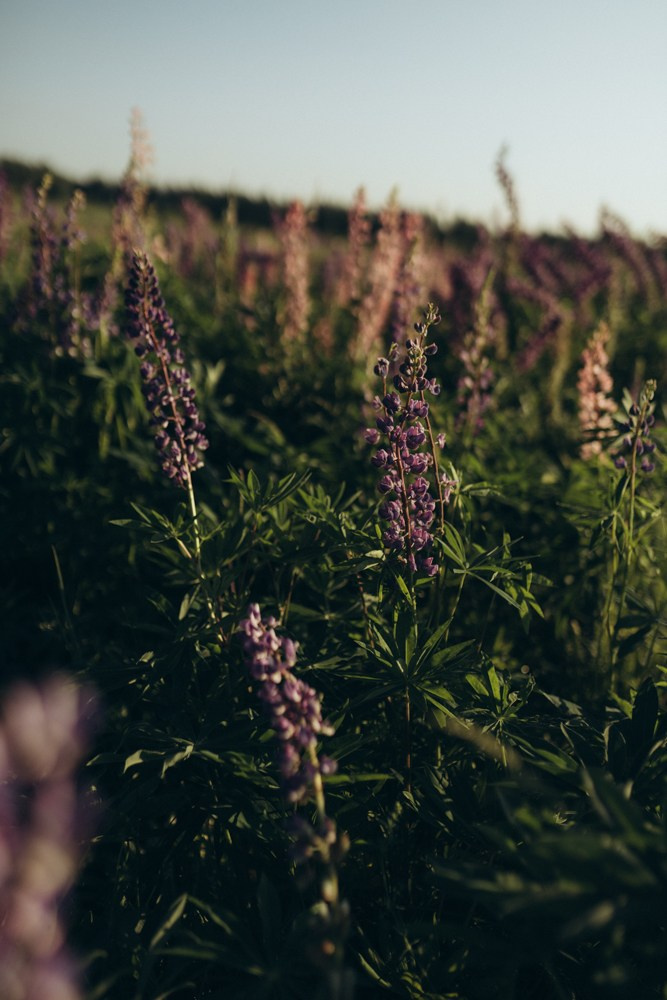 Ира и Бустик. Семейный и детский фотограф в Рязани Екатерина Воронцова