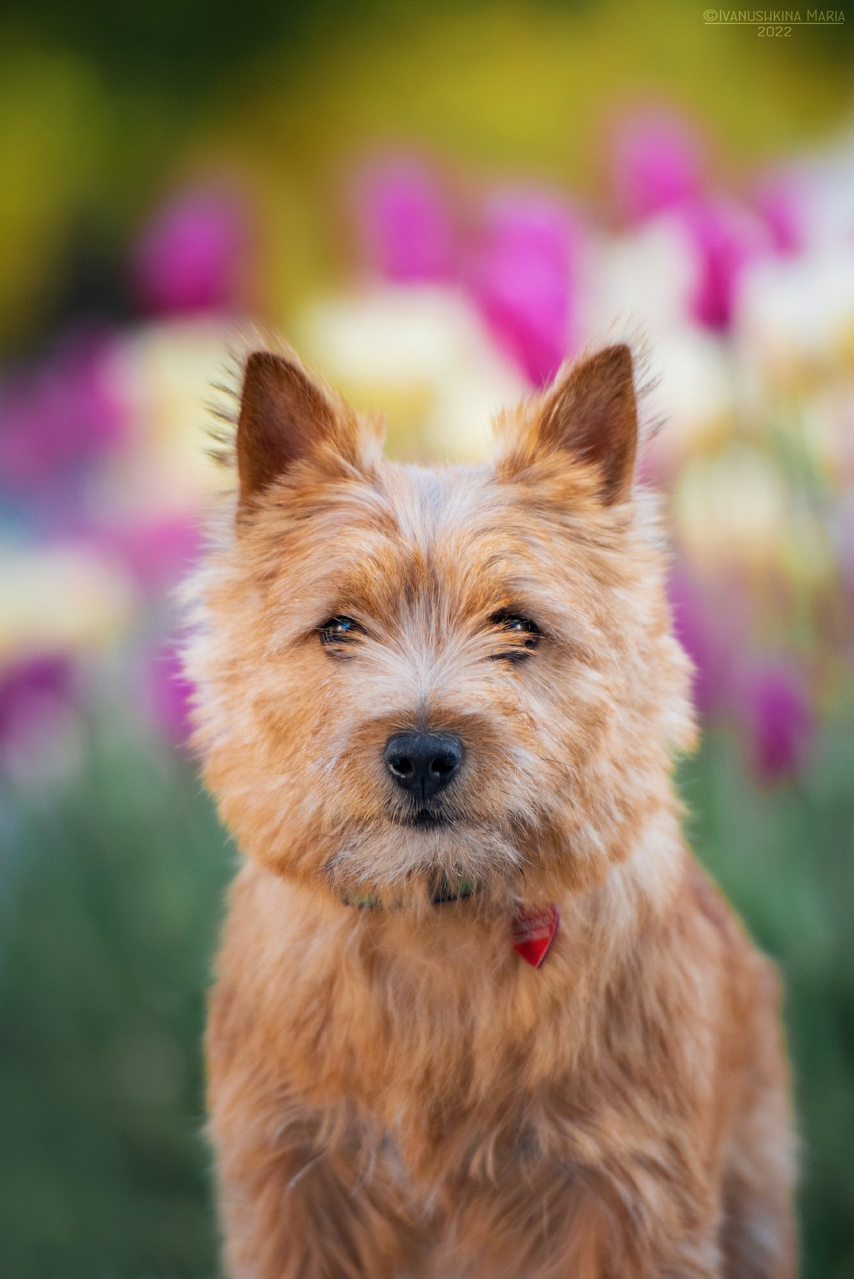 керн терьер