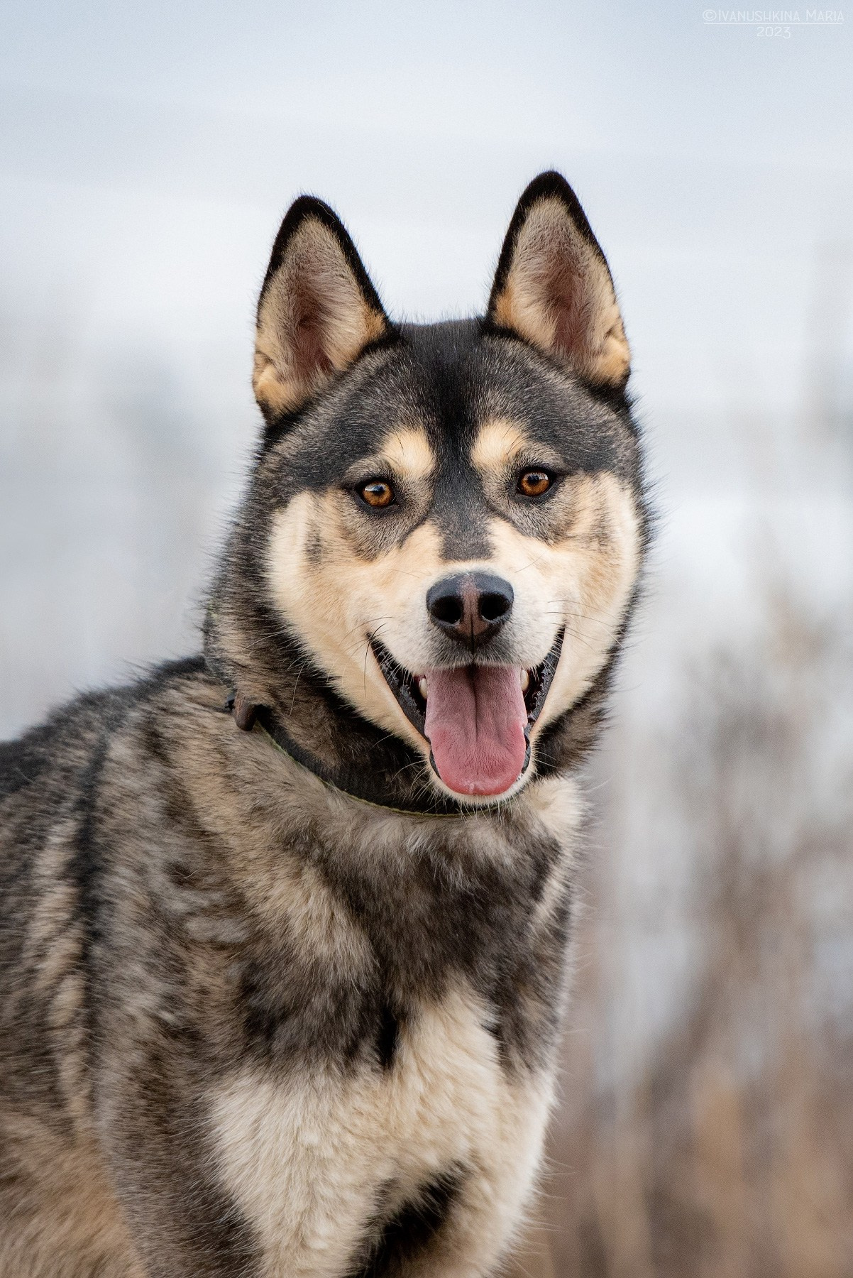 Пиарные фотосессии собак на пристройство. Фотограф собак в Москве и Московской области Иванушкина Мария