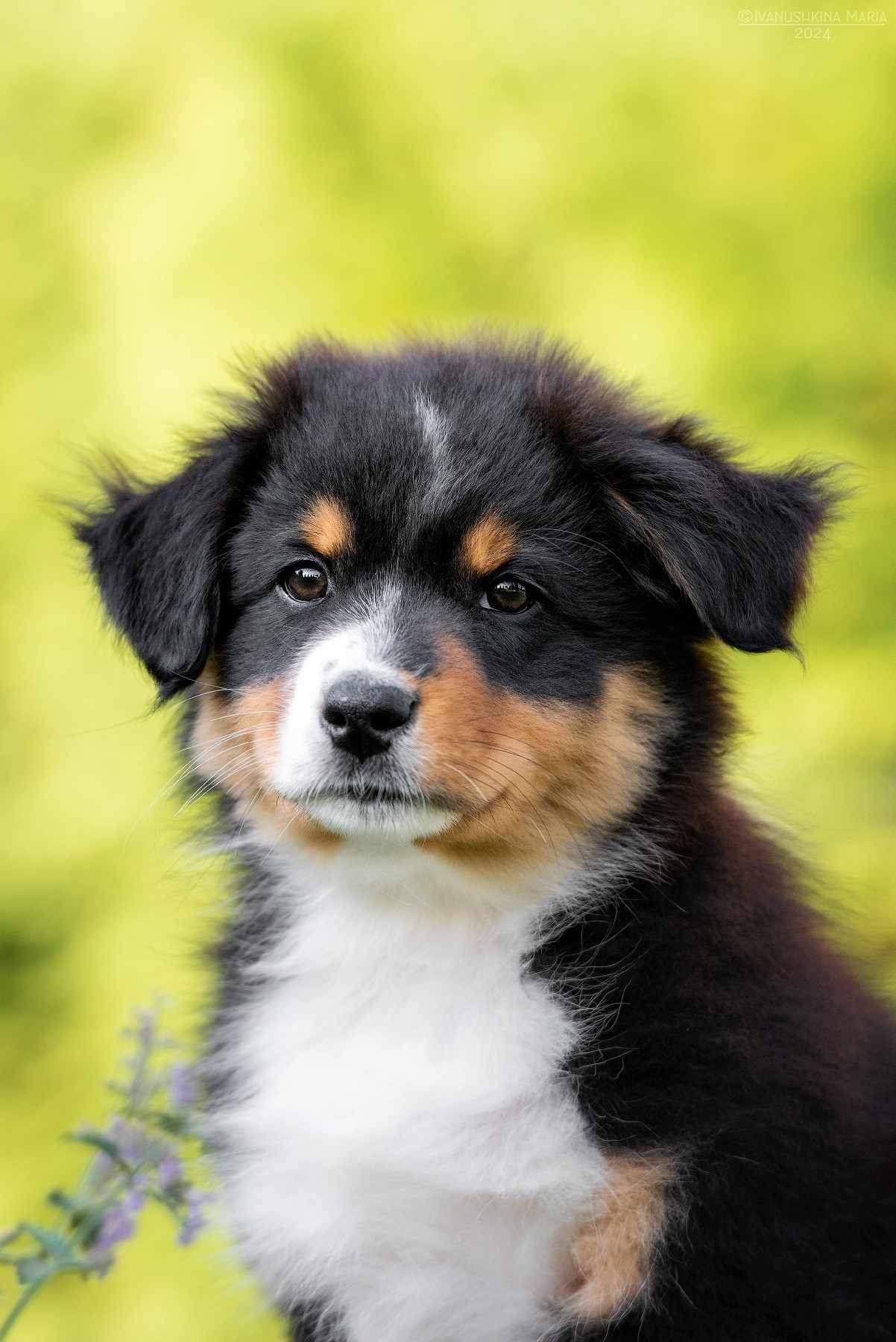 Фотосессия щенков на продажу. Фотограф собак в Москве и Московской области Иванушкина Мария