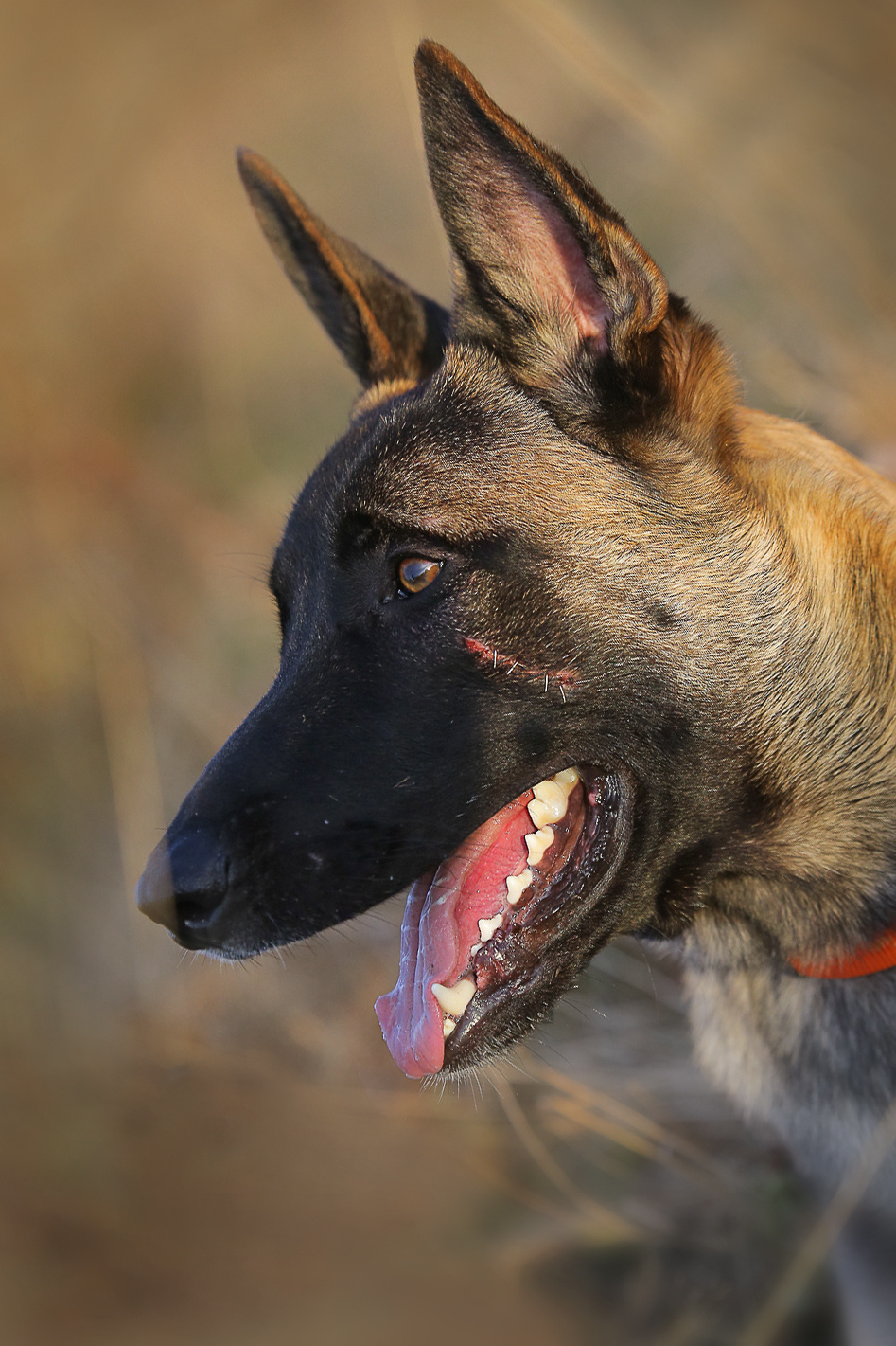 Фотографии собак  в Новосибирске. Фотограф в Новосибирске